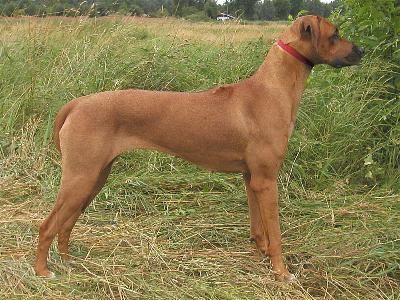 Ch. MALOZI CHEKELEA ZULA