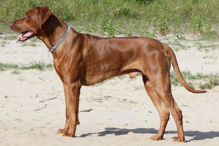 Famous Massai OF DAO PHU QUOC