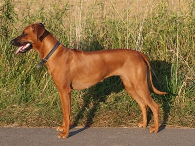 ARESVUMA Malaika Wa Ulinzi