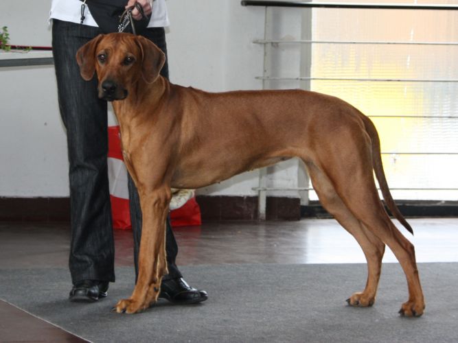 MOYO WA SIMBA Askari