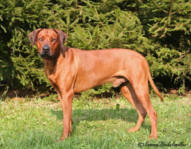 Ikemba OF SAMBESI WATERS