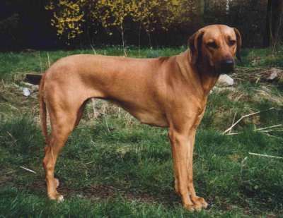 SANDAKANS ANA ELOISE