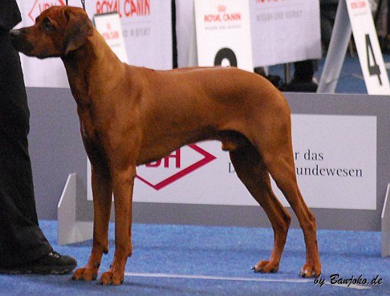 Banjoko OF SANSIBAR ISLAND