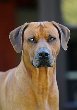 NKOSI SIKELELE Bushman's Lisimba