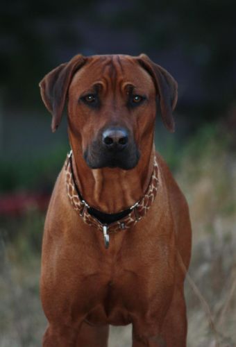 NGIKHONA B'CHE Banga