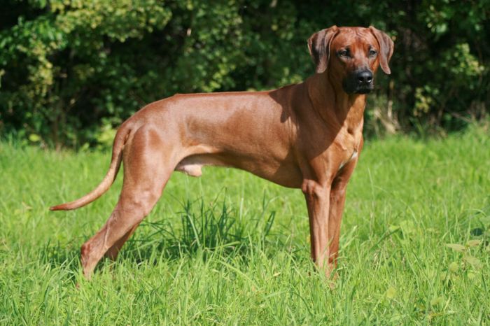 Moyo Wa Simba Atambo