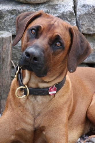 MATAKIMA Campino Skattie