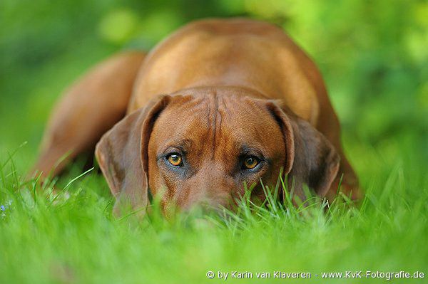 KISANGANI Famous Great Uno