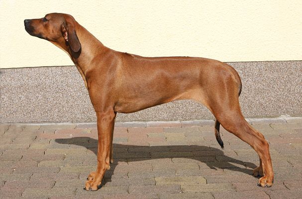 Gimbya VON DER BURG LITERMONT