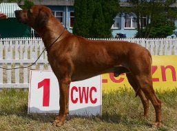 Ch. Kir Mara´s Isimo