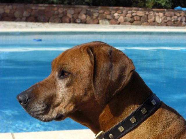 SHANGANI Shikamana Huba