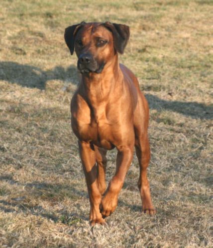 Ch. Ekundayo FONTANESIA