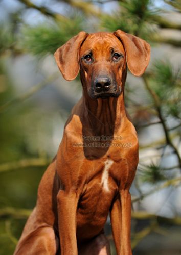 SHANGANI FALI BUKEKA