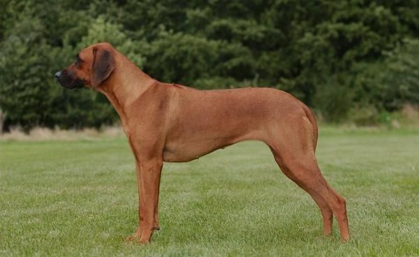 Chana-Charie of Kimberleys Diamonds