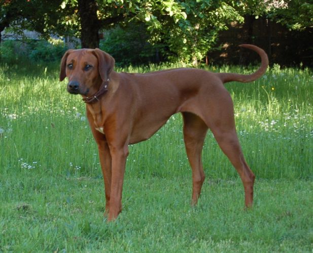 Ye Japha Farida Shani