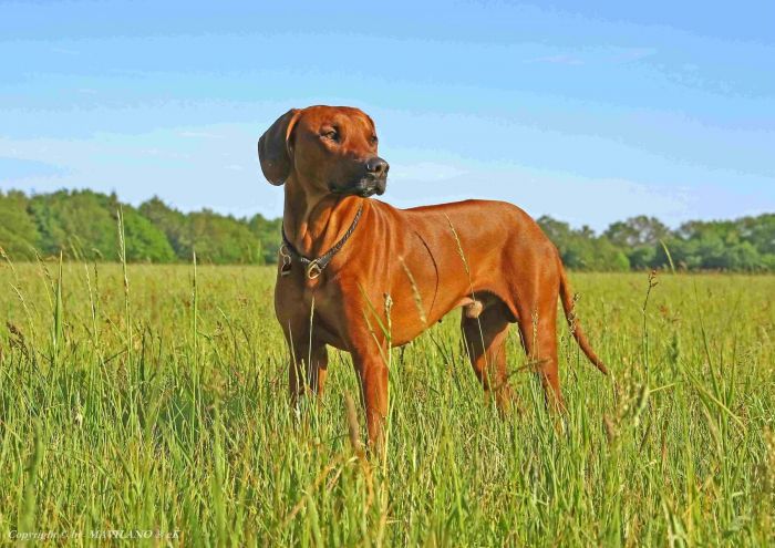 Gandhi DHIMA KIWANJA