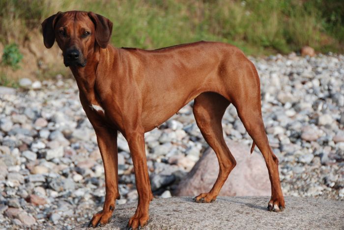 Chameena Isaam pa Matabele