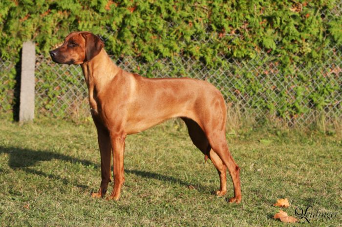 Fee-Lisa VON DER BURG LITERMONT