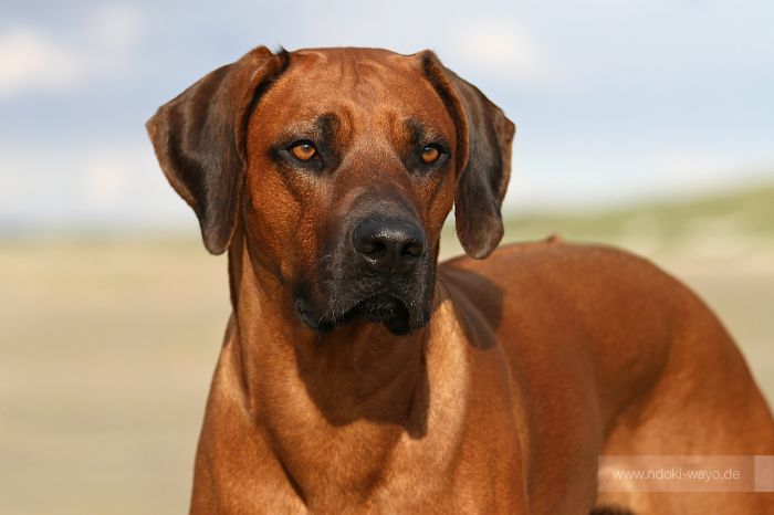 NDOKI Ceteswayo Changu