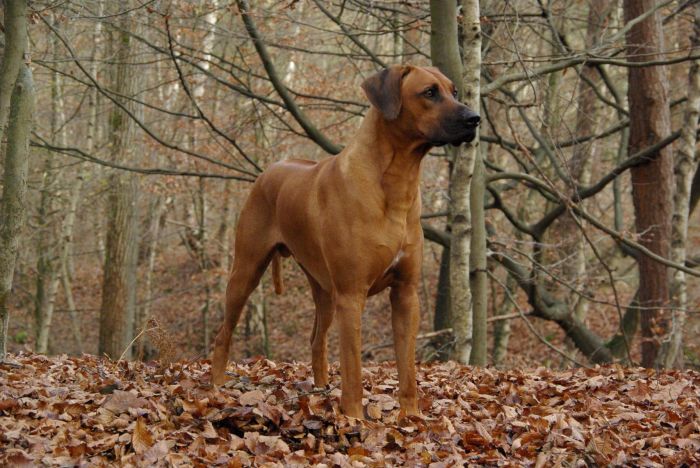 Ye Japha-Farahani Tan