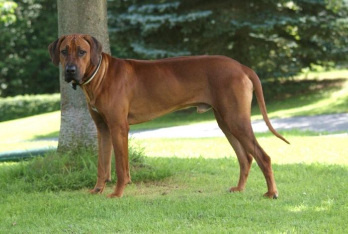 Galileo von Langenroth