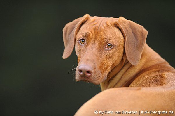 Armani von Afrikas Wonda