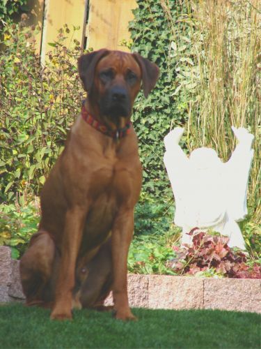 SHANGANI Danuwa Vyeo