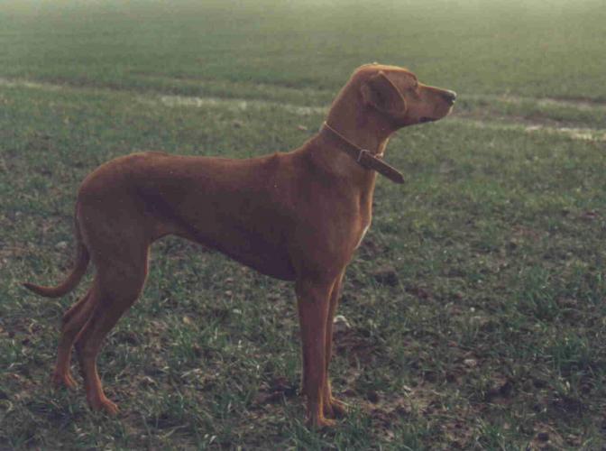 Ch. KIDOGO AJABU ALICE