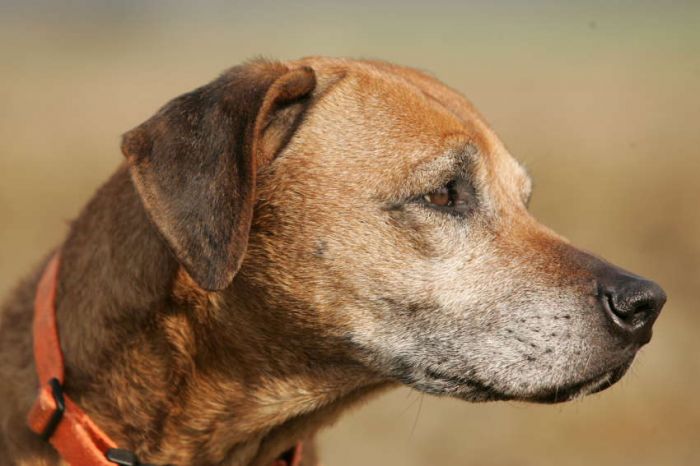 MEMORY OF THE OLD RED HUNTER ABINTI