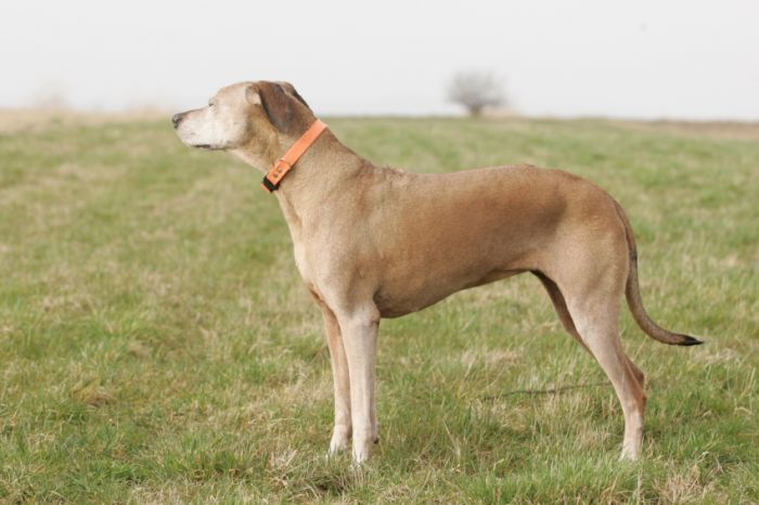 MEMORY OF THE OLD RED HUNTER AKIMA