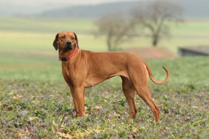 COSIMA MEMORY OF THE OLD RED HUNTER