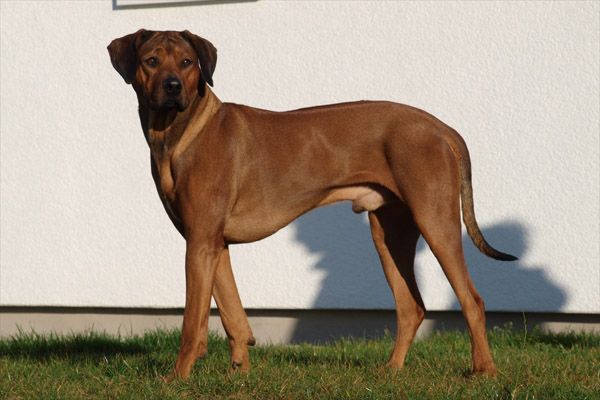 Kio VON REKKAS HOLZHÜTTE