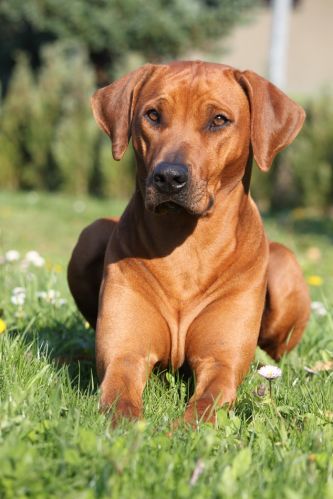 YE JAPHA Mara Chilli