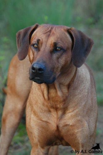 Hodari van de Eyssel Hoeve