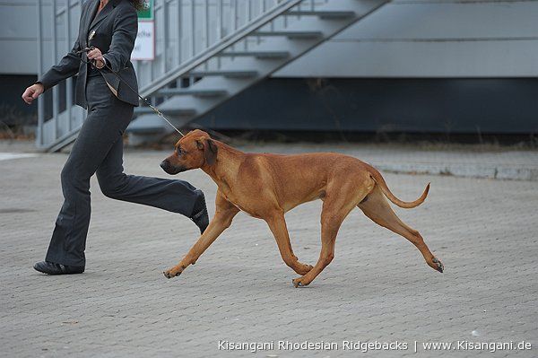 Kisangani Great Red Man Ray