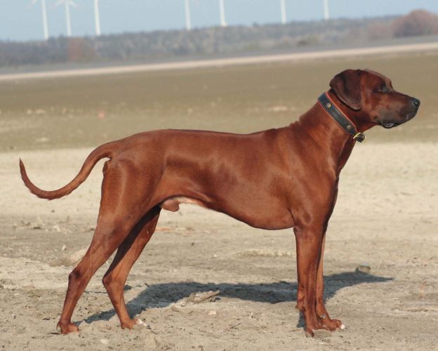 Shangani Ebun Yakuti