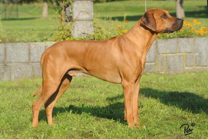 Copyright Reserved NYATHI