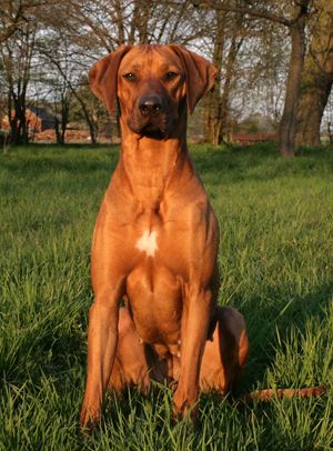 Ambrozja Radosne Pyski