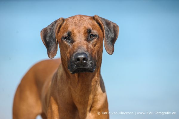 YE JAPHA Ekhaya Queen Nala