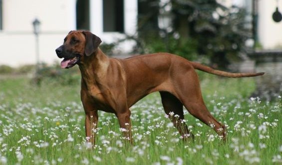 Umvuma-Wonda von Müllers Wonda