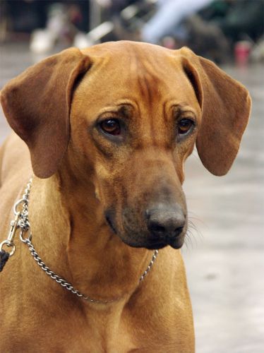 DISI-LUBAYA OF SAMBESI WATERS