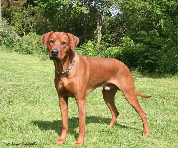 AHSANTE-XARAJA Adorable Kambaku