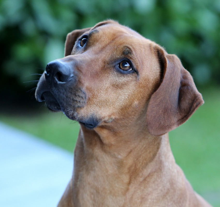 Wakati Mzuri Awali Zazu