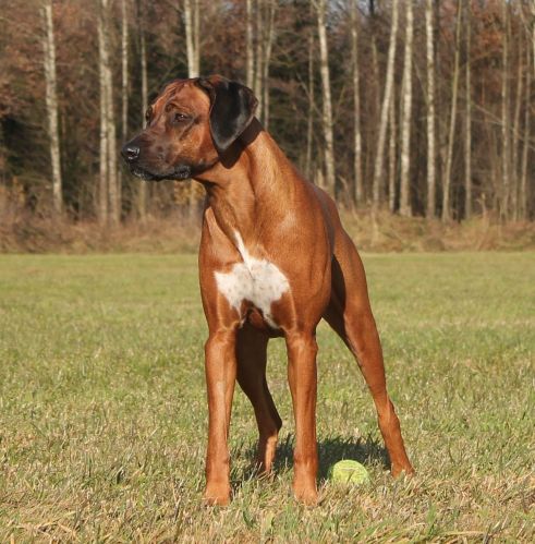 Dhakiya Emba ISAAM PA MATABELE