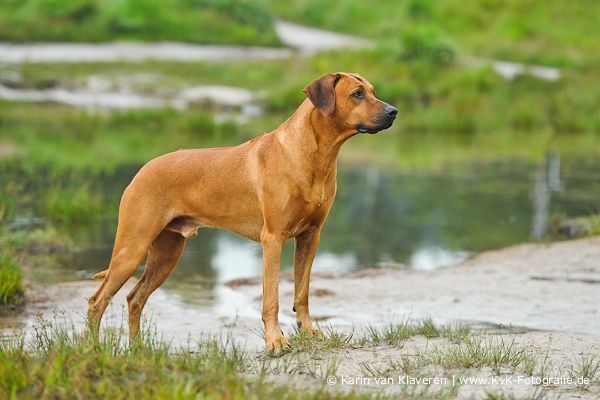 Shamwari Bijongo Kenzo