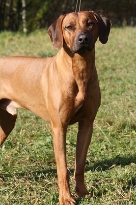 Azim M. of Simba Spirit