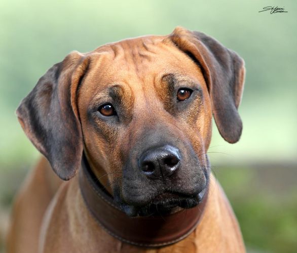 NGIKHONA C'Atien Jali