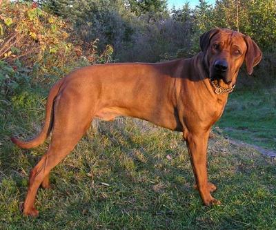 CHIKOMO MUNDA AKIMBO