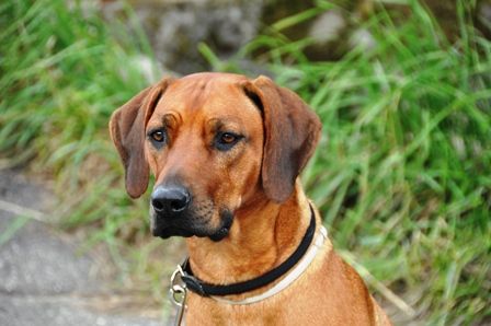 Ashima Makeda ZUR LIESBERGMÜHLE