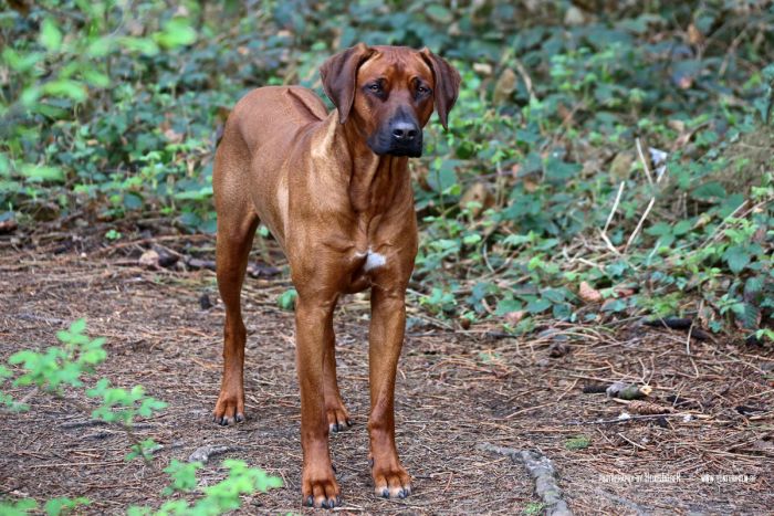 BANDA LA FARASI Faraa Tatu